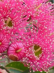 Corymbia Pink Gin - Dwarf Flowering Gum - Grafted