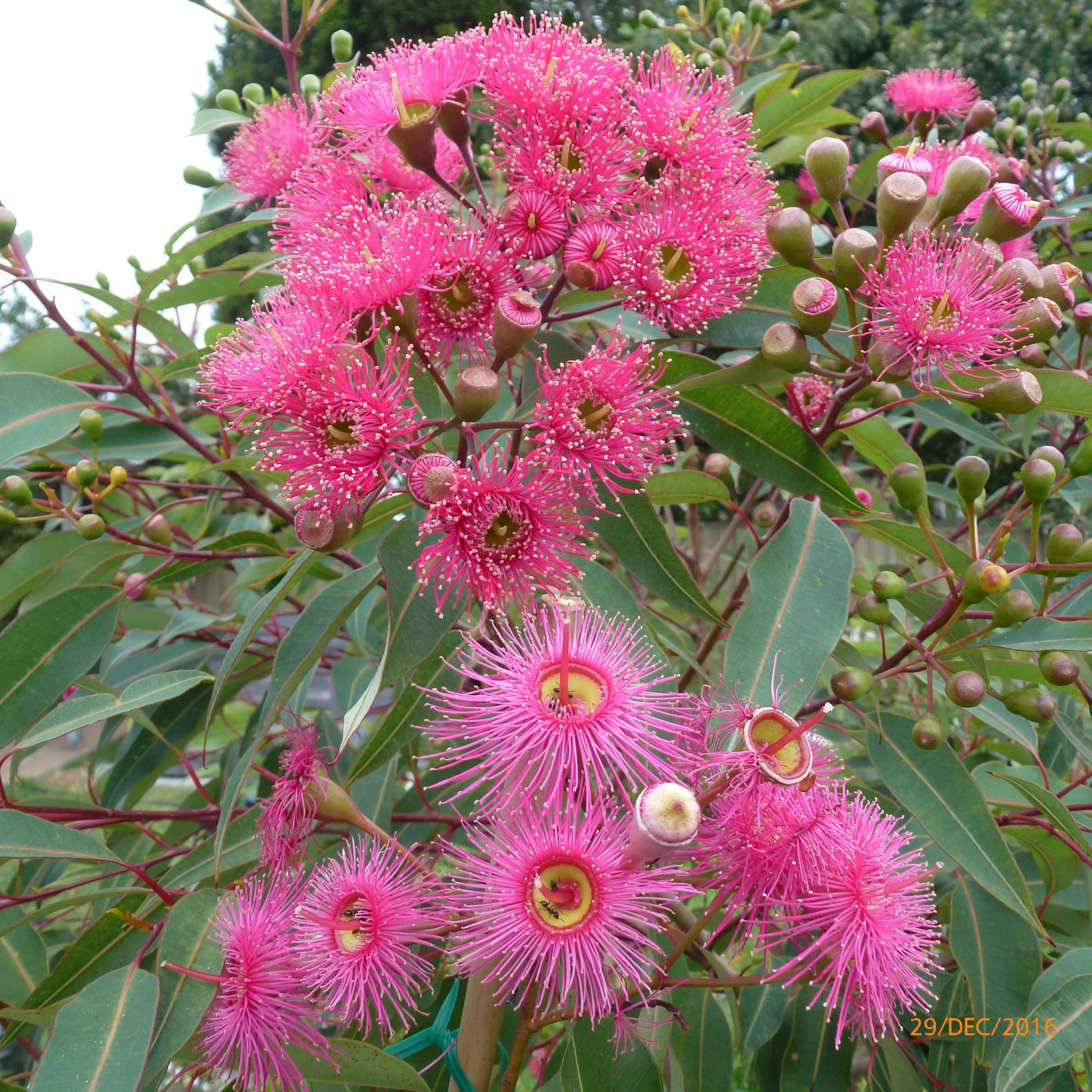 Corymbia Pink Gin - Dwarf Flowering Gum - Grafted